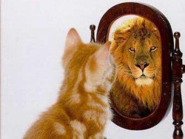 Image result for lion cat mirror